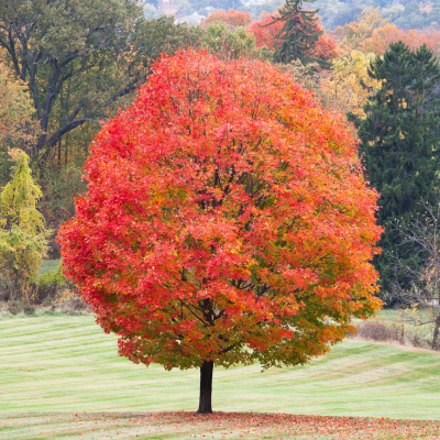 Sugar Maple