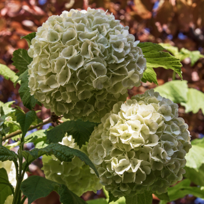 common snowball bush