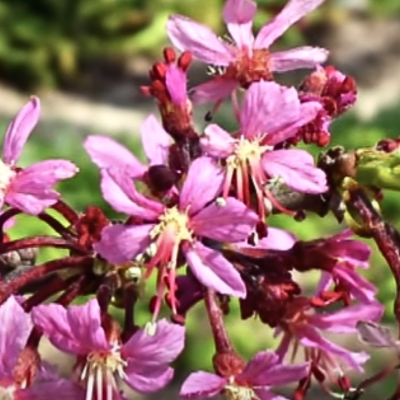 mexican buckeye