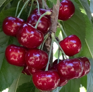 Brooks cherry