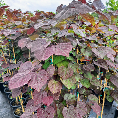 Black Pearl redbud