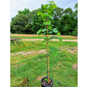 Green Machine redbud