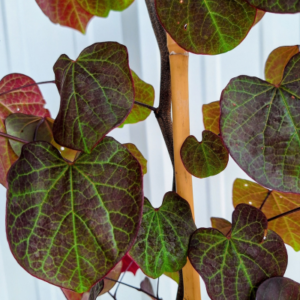 black pearl redbud leaves