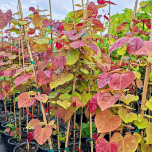 flame thrower redbud