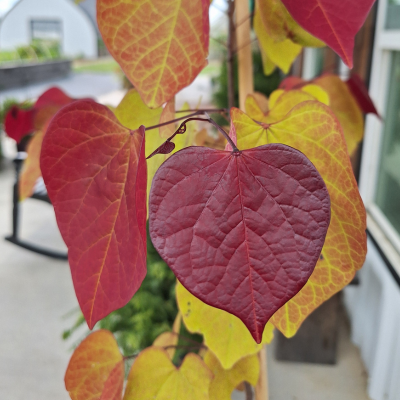 flame thrower redbud