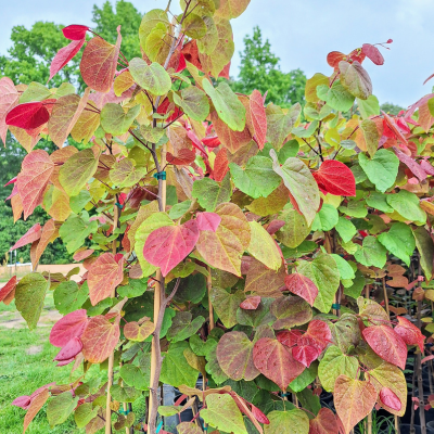hearts a fire redbud