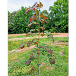 Purple Rain redbud