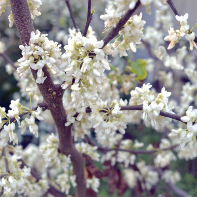 white redbud