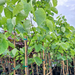 royal white redbud