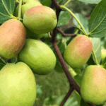 Jujube Tree