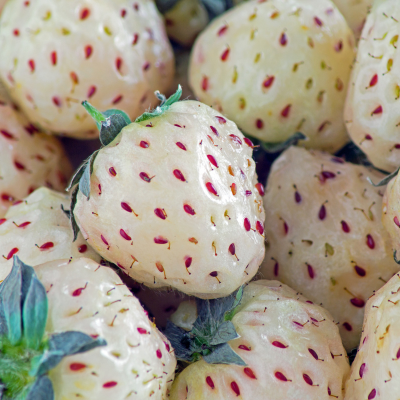 Carolina White Pineberry