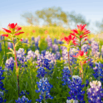 Wildflowers