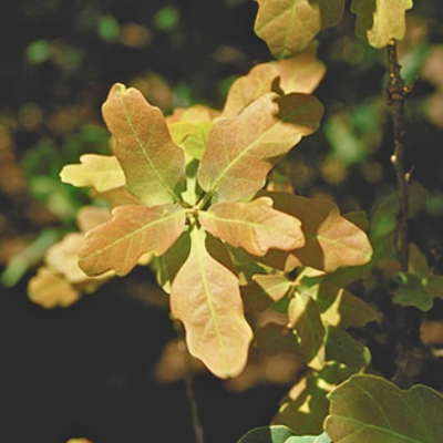 Lacey Oak leaves