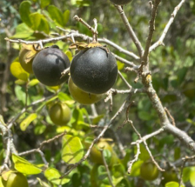 texas black persimmon