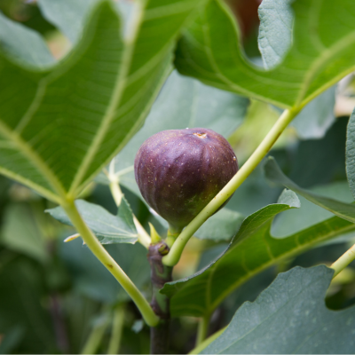 close eyed fig