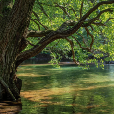 water hickory tree