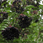 Elderberry Bush