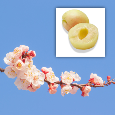 sugar pearls apricot