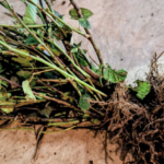 Bundle of bare root blackberriy plants