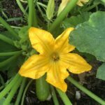 Spring Veg Gardening