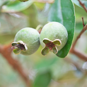 feijoa pineapple guava