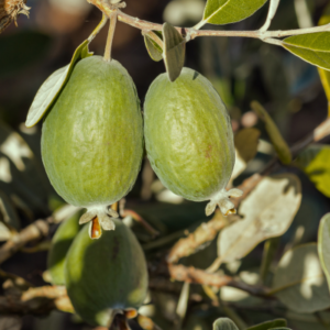 feijoa pineapple guava