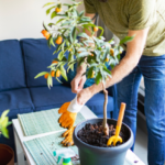 planting an indoor citrus tree