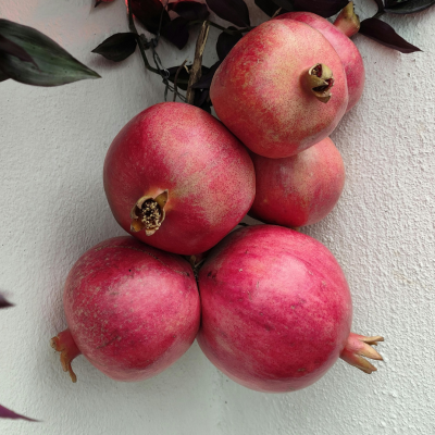 texas pink pomegranate