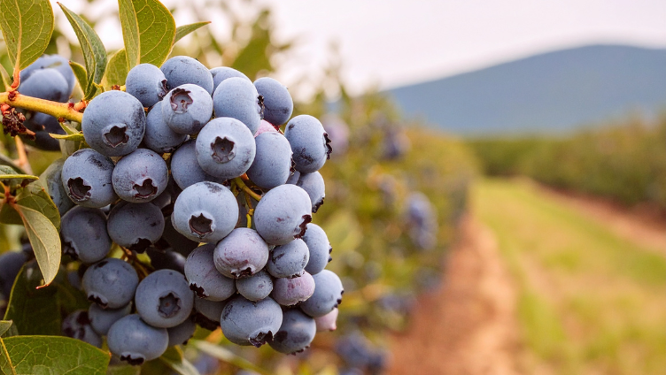 The Healthiest Fruits to Grow in Your Backyard