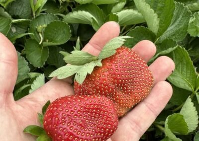 berry bliss class