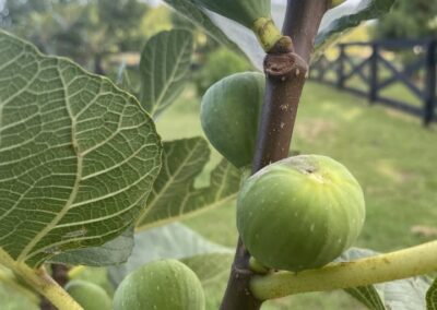 easy to grow orchard class