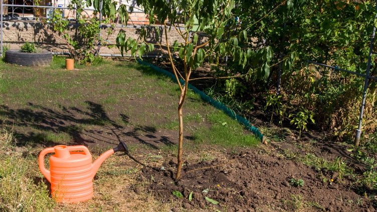 Best Practices for Watering Trees During Hot, Dry Summers in North Texas