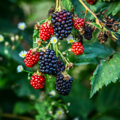 Big Daddy Blackberry