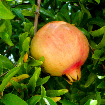 kunduzski pomegranate
