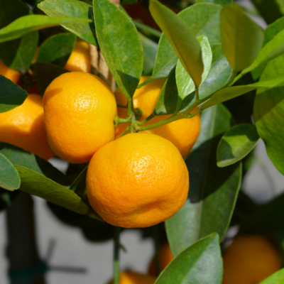 satsuma