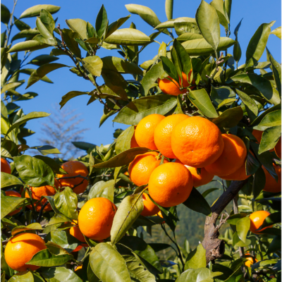 satsuma