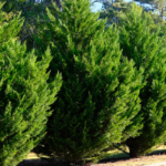 Leyland Cypress privacy screen hedge