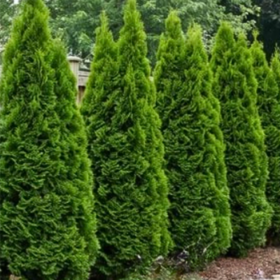 emerald green arborvitae
